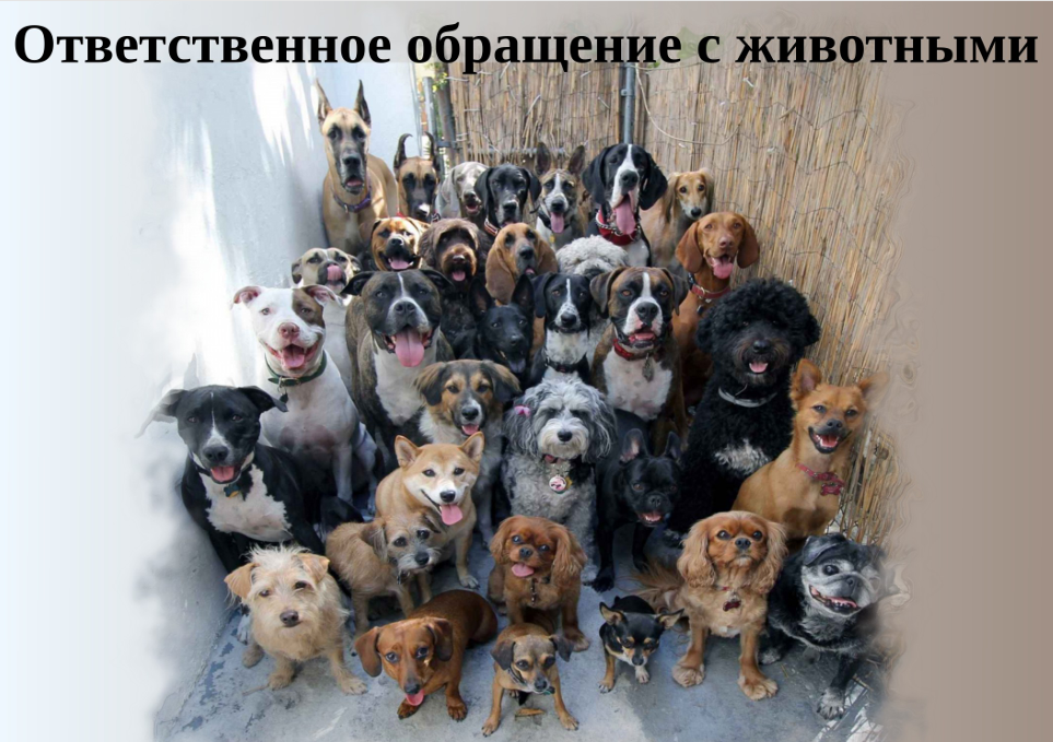 Разъяснение по вопросу требований к содержанию домашних животных.  Памятка по ответственному обращению с животными. Кастрация или стерилизация собак: различия, плюсы и минусы.